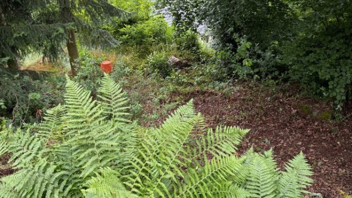 Freistehender Bungalow ! 2026 renoviert, in der Nähe des Losheimer Stausees und  inmitten der Natur!