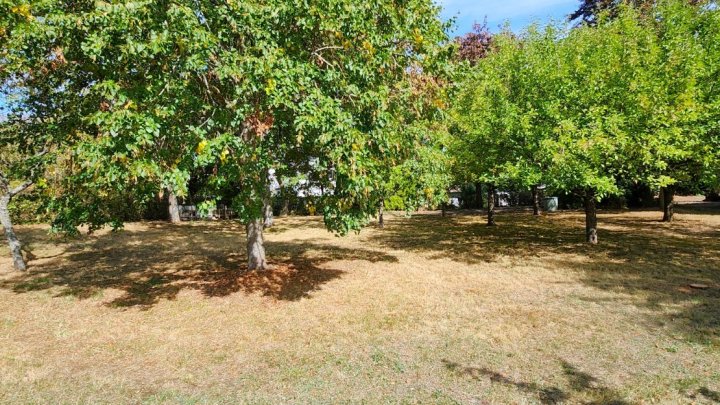 Großzügiges Grundstück mit Baumbestand in gefragter Wohnlage von Konz-Kommlingen