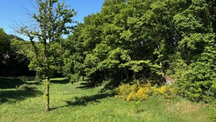 Schicke Doppelhaushälfte in Waldrandlage von Homburg-Uni-Nähe