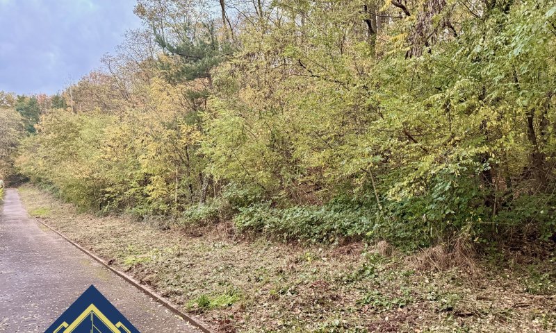Großes Waldgrundstück in Dillingen - Naturfläche mit Zukunftspotential zu verkaufen
