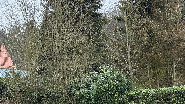 Baugrundstück in Waldrandlage in St. Ingbert-Reichenbrunn zu verkaufen