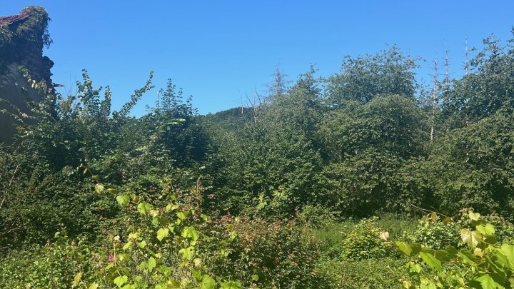 Großes schön gelegenes Grundtsück nahe an der Prims in Wadern-Büschfeld zu verkaufen