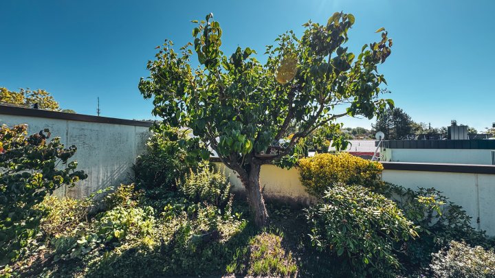 WOHNIDYLLE - Traumhaftes Einfamilienhaus mit ELW und Garage in bester Stadtlage von Zweibrücken